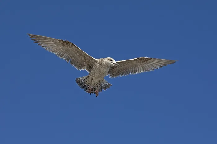 Framed Print : Young seagull (Laridae) in flight