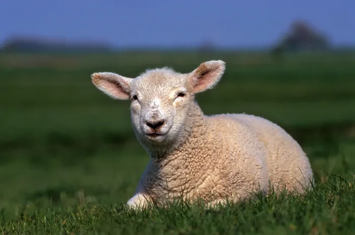 Framed Print : Young sheep on the pasture Framed Print : Young sheep on the pasture
