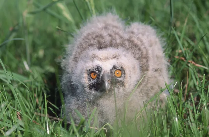 Framed Print : Young Short-eared Owl (Asio flammeus) Framed Print : Young Short-eared Owl (Asio flammeus)