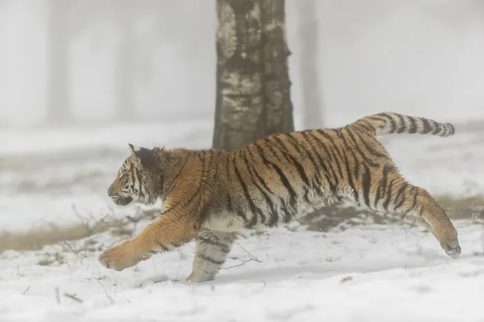Framed Print : One young Siberian Tiger, Panthera tigris altaica