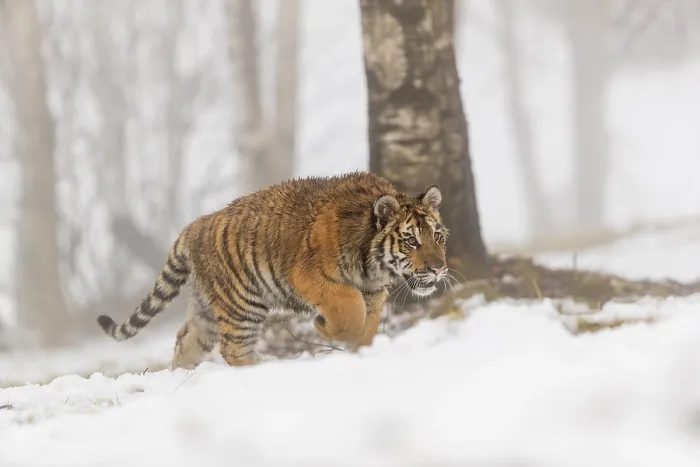 Framed Print : One young Siberian Tiger, Panthera tigris altaica