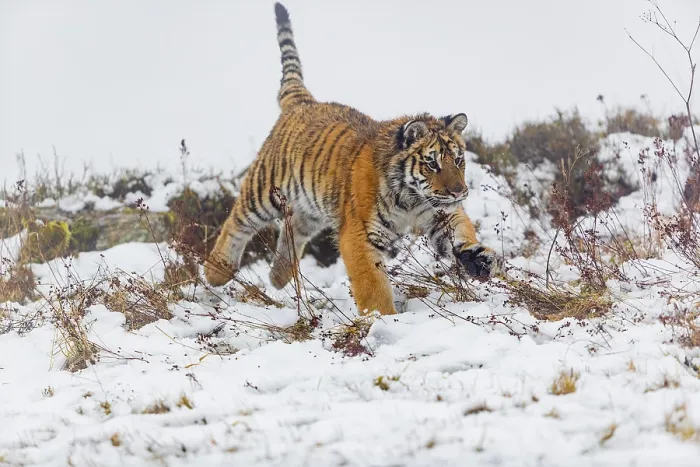 Framed Print : One young Siberian Tiger, Panthera tigris altaica