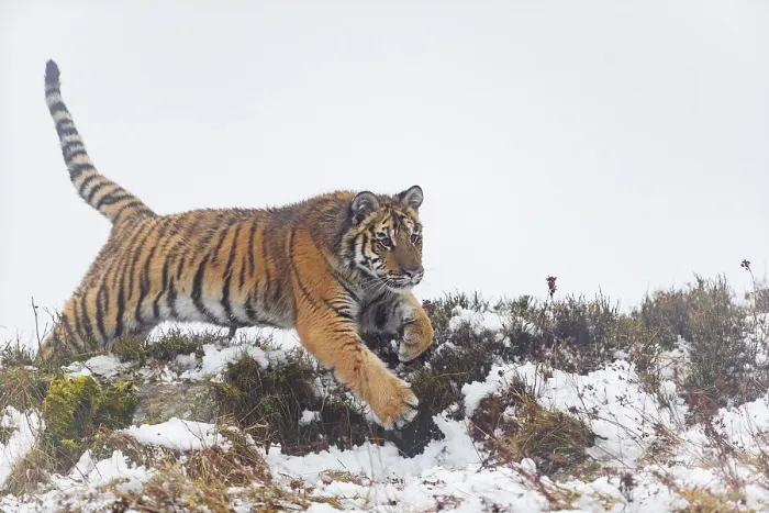 Framed Print : One young Siberian Tiger, Panthera tigris altaica