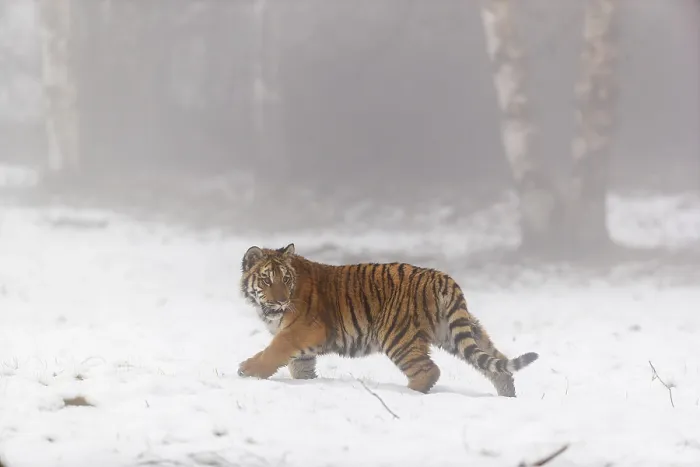 Framed Print : One young Siberian Tiger, Panthera tigris altaica