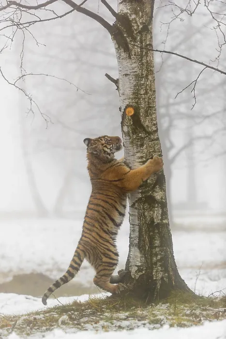 Framed Print : One young Siberian Tiger, Panthera tigris altaica