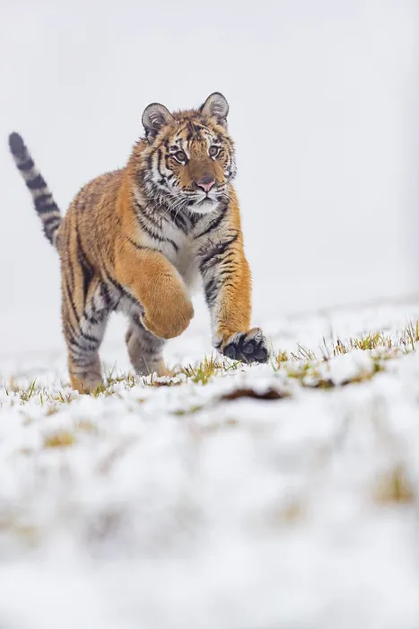 Framed Print : One young Siberian Tiger, Panthera tigris altaica