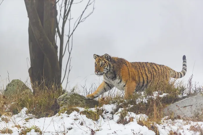 Framed Print : One young Siberian Tiger, Panthera tigris altaica