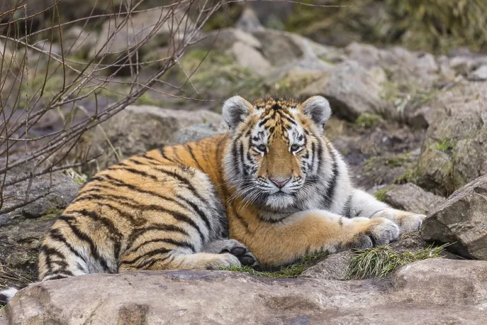 Framed Print : One young Siberian Tiger, Panthera tigris altaica resting on rocks