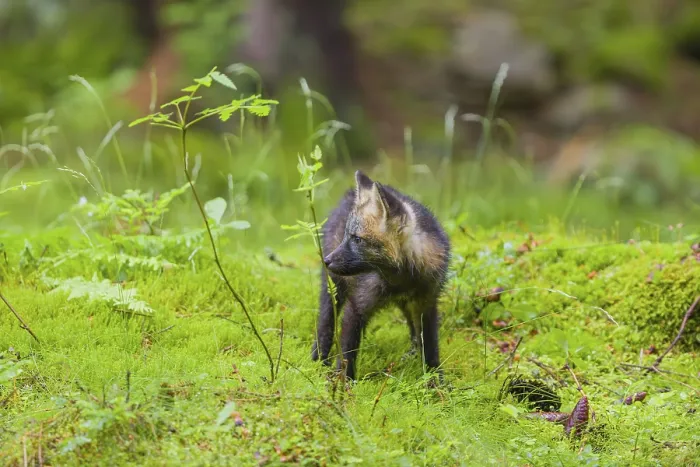 Framed Print : One young silver fox (Vulpes vulpes) exploring the surrounding of its den on the mossy forest floor