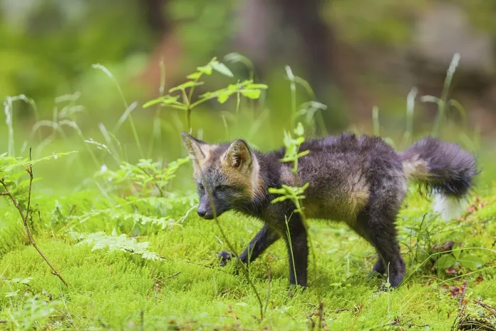 Framed Print : One young silver fox (Vulpes vulpes) exploring the surrounding of its den on the mossy forest floor