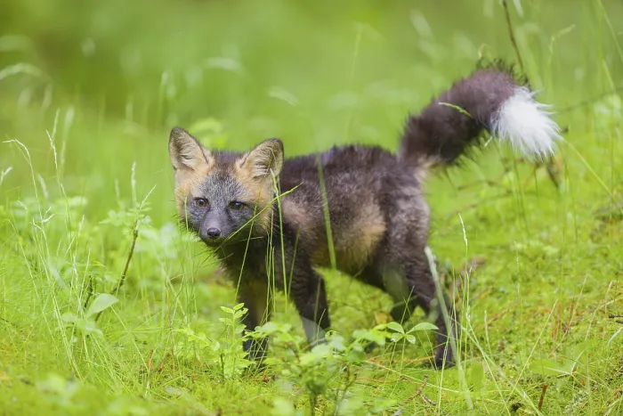 Framed Print : One young silver fox (Vulpes vulpes) exploring the surrounding of its den on the mossy forest floor