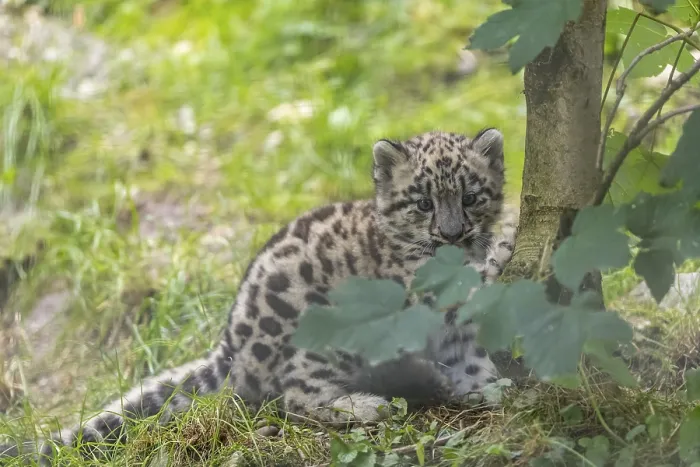 Framed Print : One very young snow leopard (Panthera uncia) cub sitting behind a tree Framed Print : One very young snow leopard (Panthera uncia) cub sitting behind a tree
