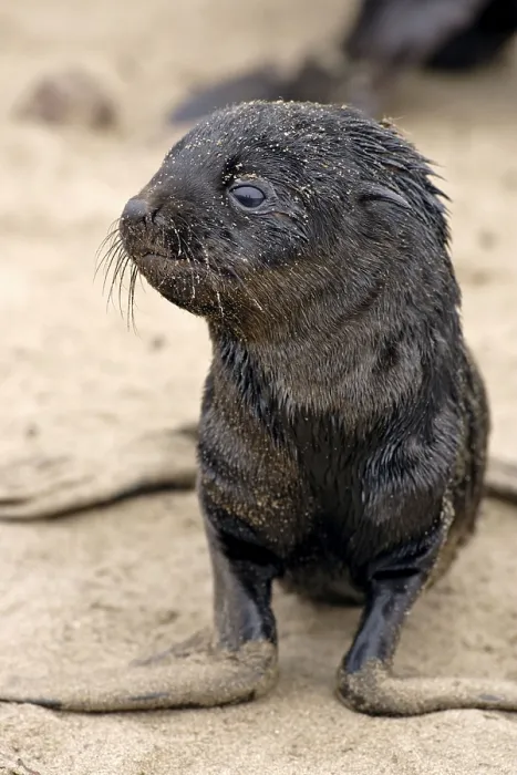 Framed Print : Young South African Fur Seal (Arctocephalus pusillus) Framed Print : Young South African Fur Seal (Arctocephalus pusillus)