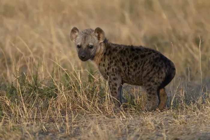 Framed Print : Young spotted hyena (Crocuta crocuta) in the early morning light Framed Print : Young spotted hyena (Crocuta crocuta) in the early morning light