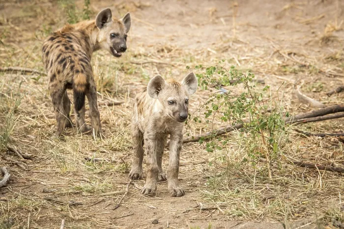 Framed Print : Young Spotted hyenas playing in the Kruger National Park Framed Print : Young Spotted hyenas playing in the Kruger National Park