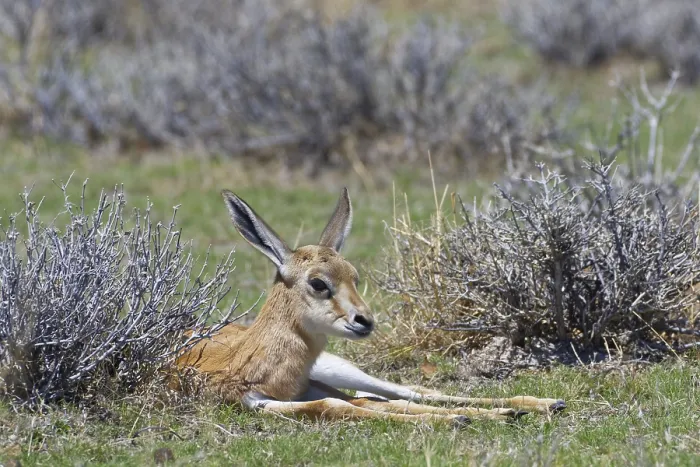 Framed Print : Young springbok (Antidorcas marsupialis) lying in the dry grass