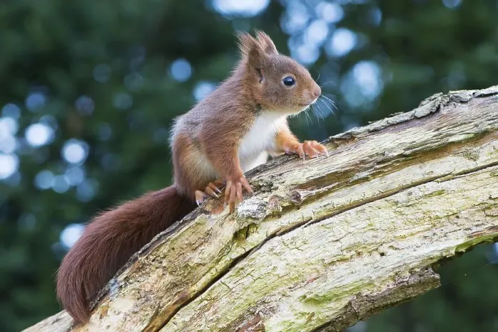 Framed Print : Young squirrel (Sciurus vulgaris) on tree trunk Framed Print : Young squirrel (Sciurus vulgaris) on tree trunk