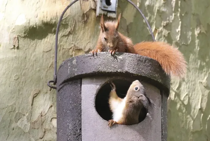 Framed Print : Two young squirrels (Sciurus vulgaris) on owl nesting box