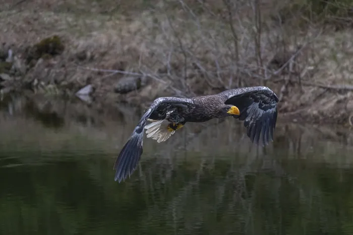 Framed Print : One young Steller's sea eagle (Haliaeetus pelagicus) flying over a lake