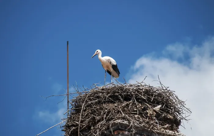 Framed Print : Young stork in nest built on brick chimney Framed Print : Young stork in nest built on brick chimney