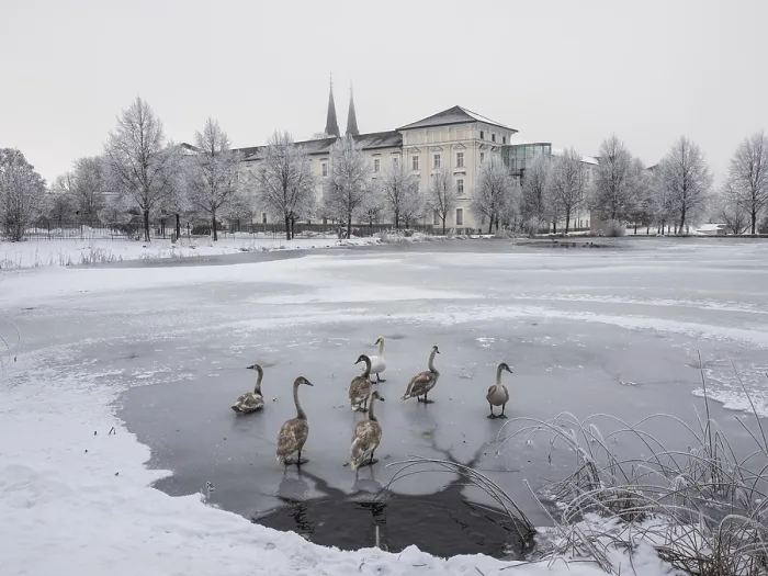 Framed Print : Young swans, frozen pond at the Benedictine Abbey of Admont