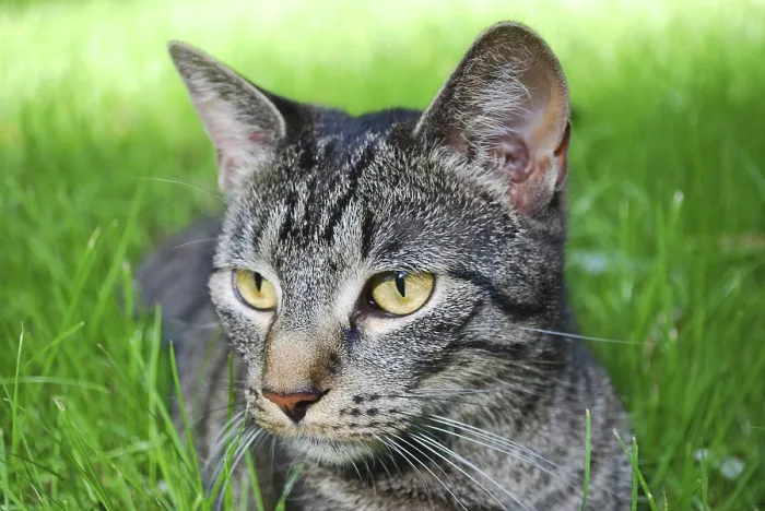 Framed Print : Young tabby cat lying on the grass with shallow green background