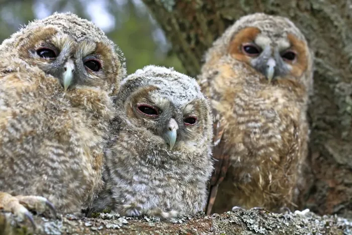 Framed Print : Three young Tawny Owls or Brown Owls (Strix aluco) perched on a tree