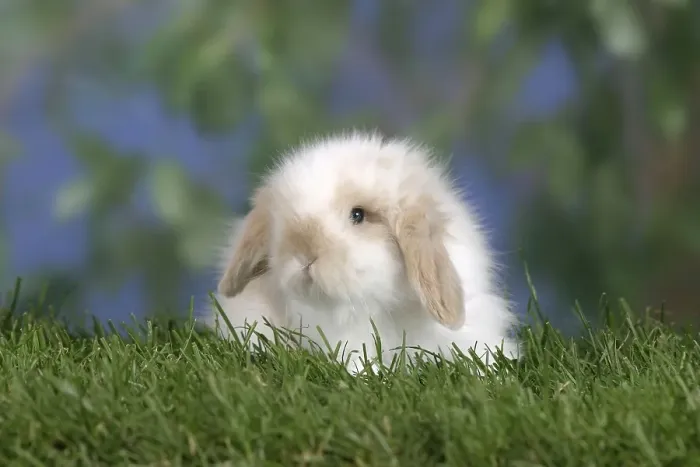 Framed Print : Young Teddy Lop-Ear Rabbit, 5 weeks