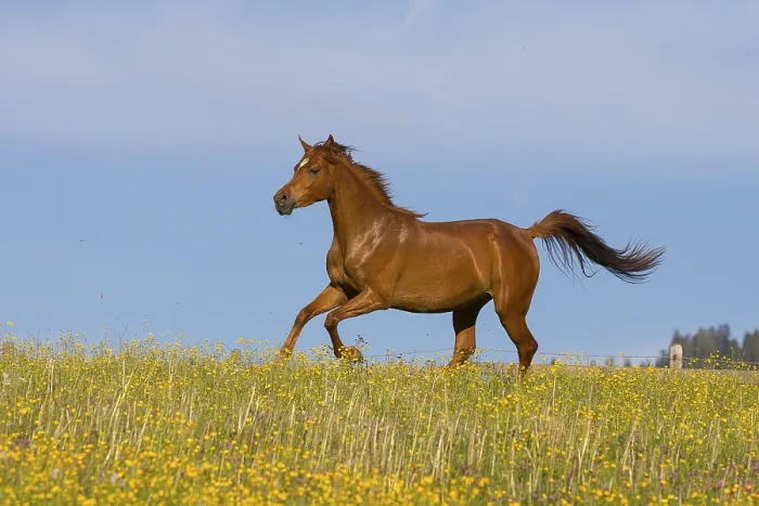 Framed Print : Young thoroughbred Arabian mare gallops over the flower meadow Framed Print : Young thoroughbred Arabian mare gallops over the flower meadow