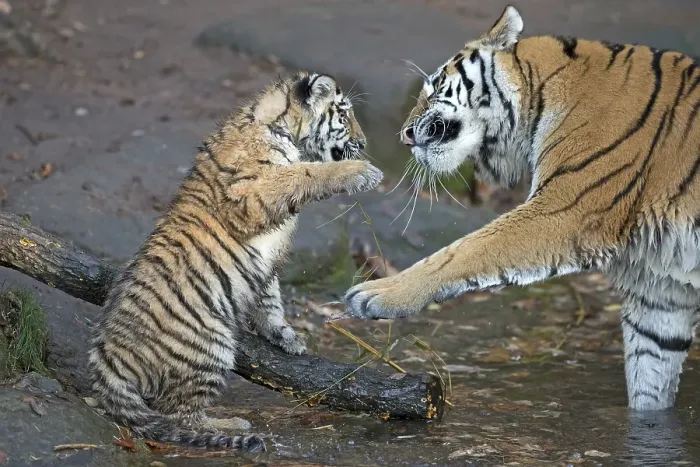 Framed Print : Young tiger in a playful fight with an adult tiger