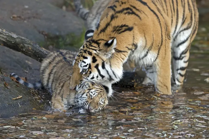 Framed Print : A young tiger playing in the water next to a tree trunk
