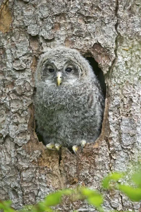 Framed Print : Young ural owl, (Strix uralensis)