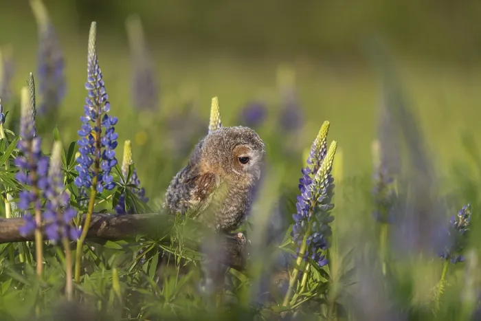 Framed Print : One young Ural owl (Strix uralensis) sitting on a branch lying in a field of flowering lupines in late evening light