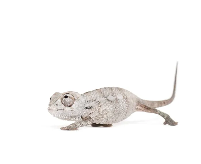 Framed Print : Young veiled chameleon, Chamaeleo calyptratus Framed Print : Young veiled chameleon, Chamaeleo calyptratus