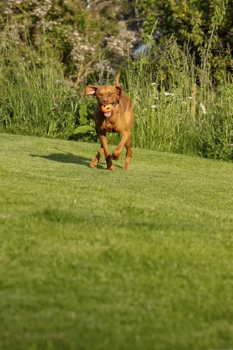 Framed Print : Young Vizsla male, 15 months, in the garden