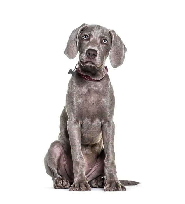 Framed Print : Young Weimaraner pointing dog sitting and weraing a collar