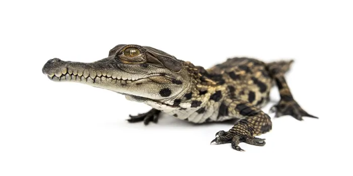 Framed Print : Young West African slender-snouted crocodile