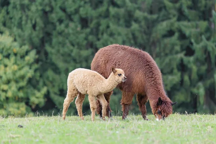 Framed Print : A young white alpaca (Vicugna pacos) stands next to its brown mother on a green meadow on hilly terrain