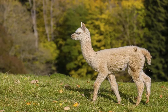 Framed Print : One young white Alpaca (Vicugna pacos) stands on a green meadow