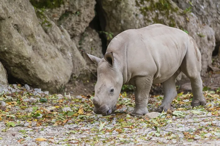 Framed Print : A young white rhinoceros (Ceratotherium simum) walks along a rocky wall