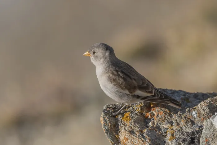Framed Print : A young white snowfinch (Montifringilla nivalis) searches for food between rocks and grass