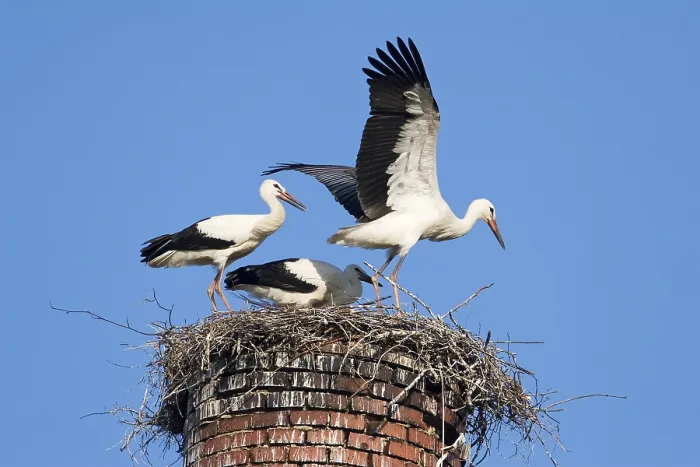 Framed Print : Young white storchs (Ciconia ciconia) practising to fly in their nest