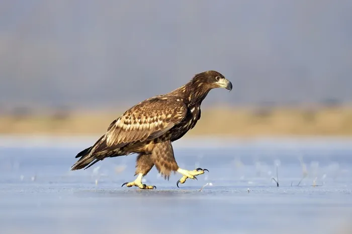 Framed Print : Young White-tailed Eagle (Haliaeetus albicilla)