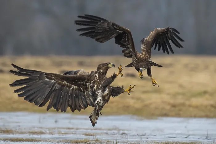 Framed Print : Two young white-tailed eagles (Haliaeetus albicilla) quarreling in flight