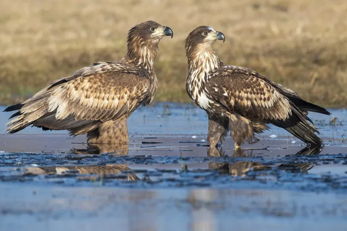 Framed Print : Two young white-tailed eagles (Haliaeetus albicilla) in winter Framed Print : Two young white-tailed eagles (Haliaeetus albicilla) in winter