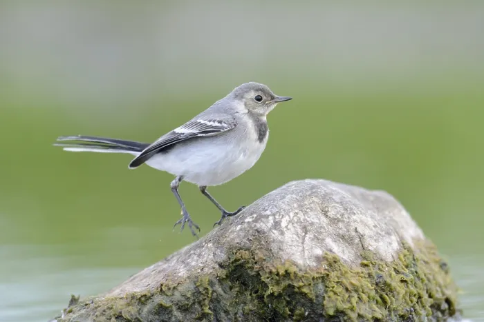 Framed Print : Young white wagtail on the lakeshore (Motacilla alba) Framed Print : Young white wagtail on the lakeshore (Motacilla alba)