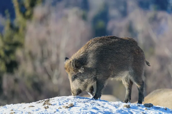 Framed Print : A young wild boar (Sus scrofa) searches for food on a snow-covered hill