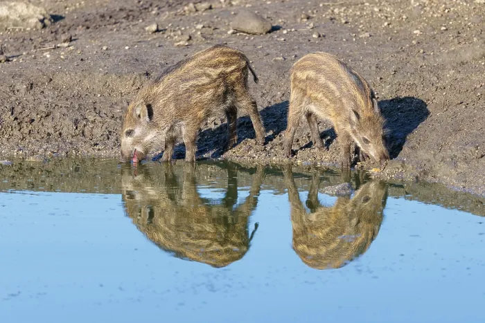Framed Print : Two young wild boars (Sus scrofa) drink water from a small pond