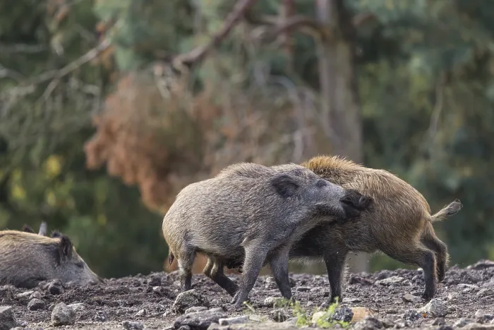 Framed Print : Two young wild boars (Sus scrofa) fight in a dry clearing