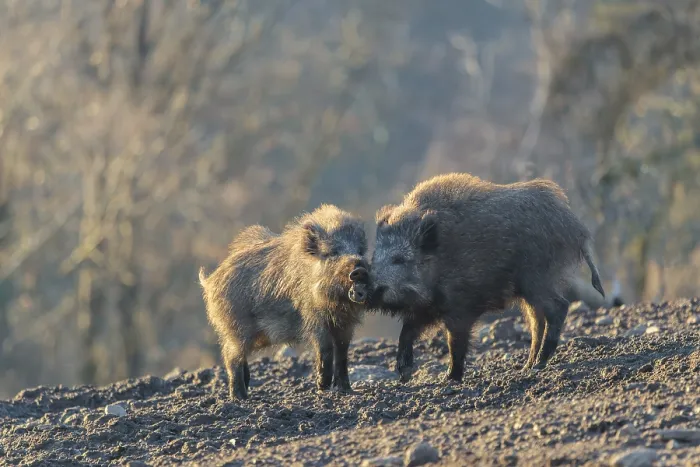 Framed Print : Two young wild boars (Sus scrofa) play fighting and dominance on a frozen field on a sunny day